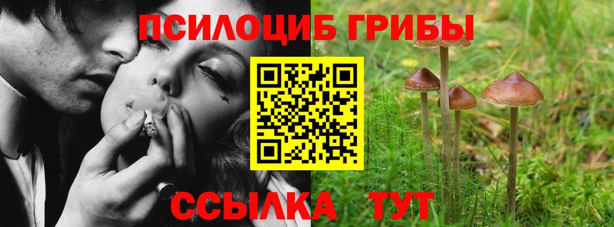 Псилоцибиновые грибы Psilocybe  Псилоцибиновые грибы мицелий  Улан-Удэ  Вход с VPN 